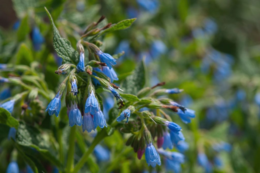 Comfrey