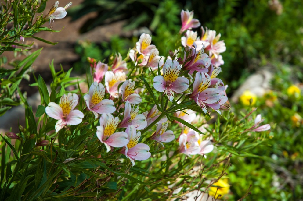 Common Alstroemeria Growing Problems