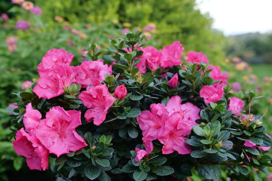 7 Common Problems You May Encounter While Growing Azaleas