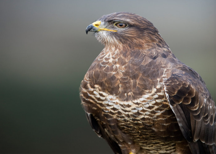 Common Buzzard