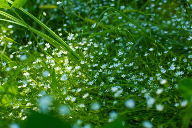 Common Chickweed