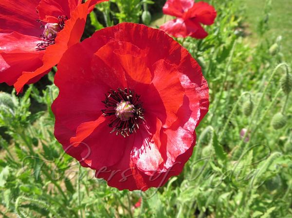 Common Poppy