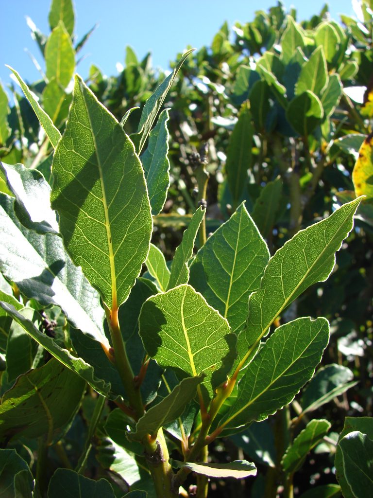 Common Problems In Growing Laurus Nobilis