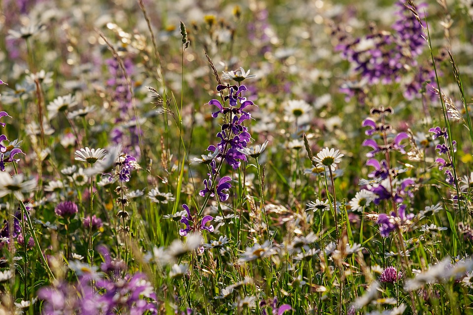 8 Common Problems with Growing Salvias and It’s Solutions