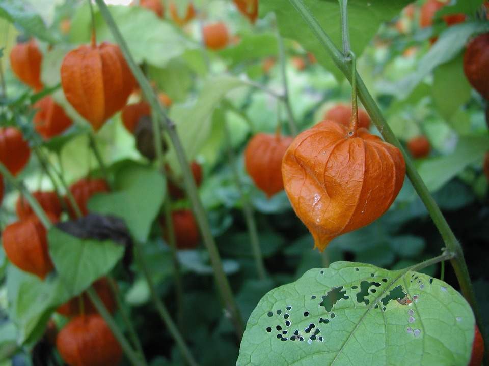 Common Problems or Pests to Look Out In Chinese Lantern Plants