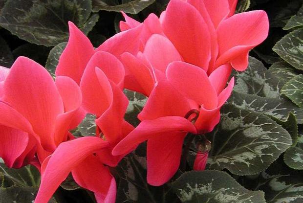 Common Problems or Pests to Watch Out for in Cyclamen Plants