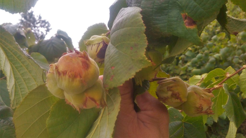 Common Problems with Hazelnut Trees