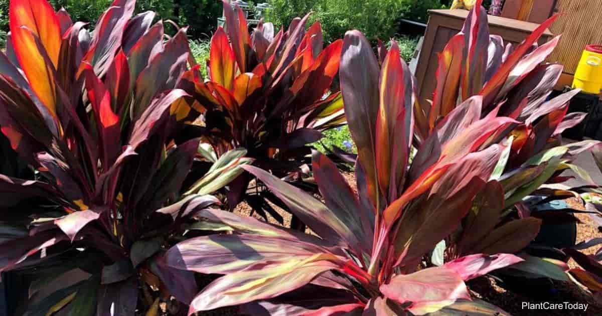 Common Red Cordyline Problems