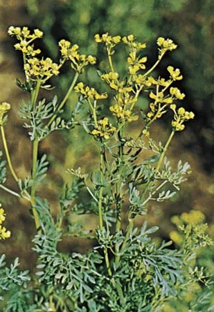 Common Rue