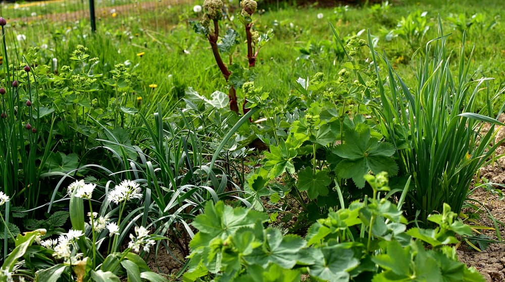 16 Best Companion Plants to Grow With Rhubarb