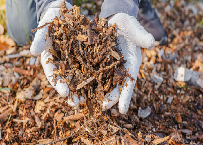 Composing Wood Chips