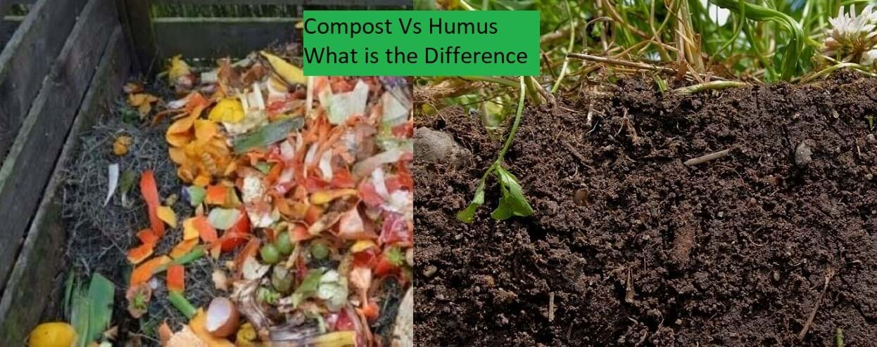 Humus Vs Compost: Learn the Key Differences