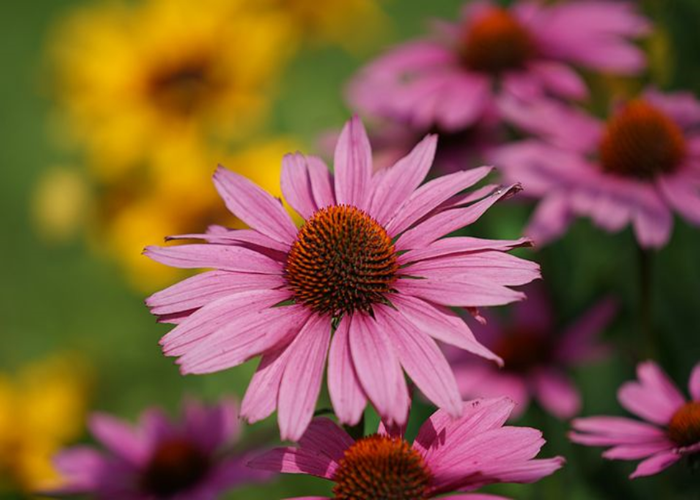 Coneflower (1)