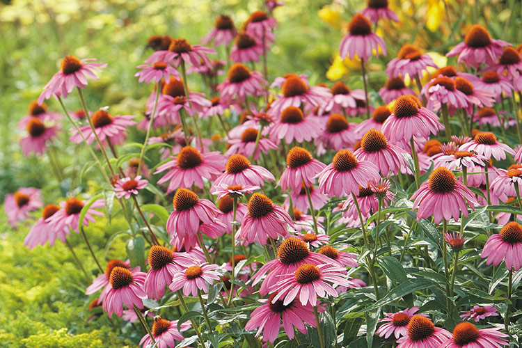 Coneflower