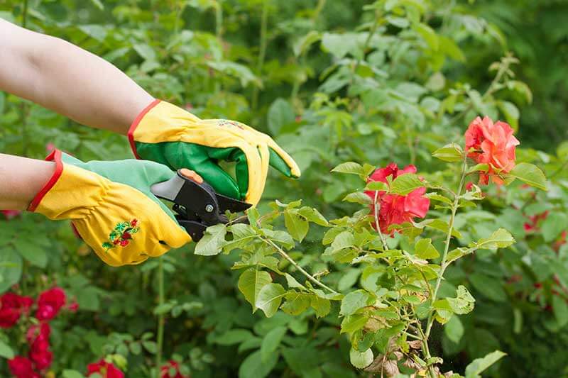 Contaminated Garden Tools