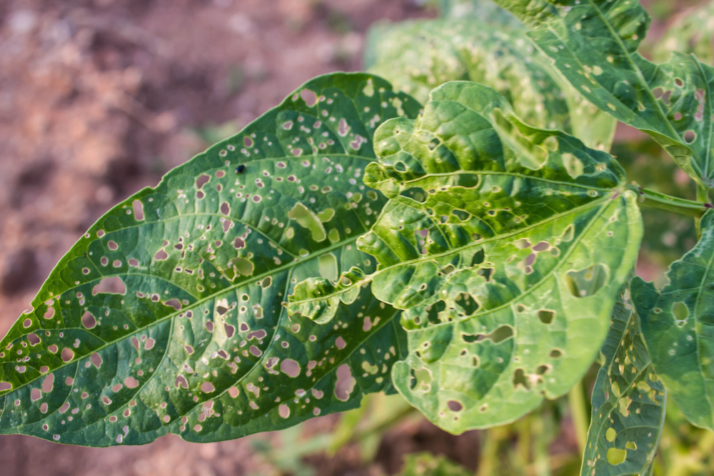 Controlling Pests and Diseases in Camassia Plants