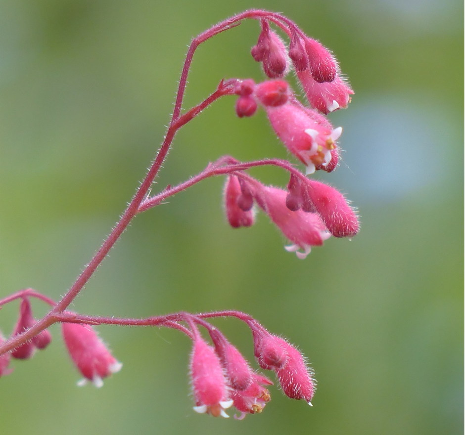 Coral Bells