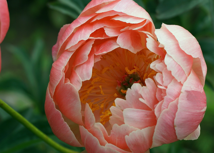 Coral Sunset Peony