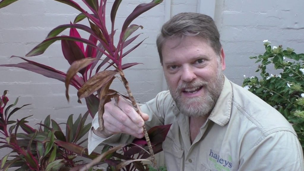 Cordyline Plant Care & Growing Tips