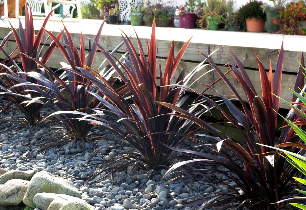 Cordyline Plant Care & Growing Tips