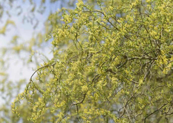 Corkscrew Willow