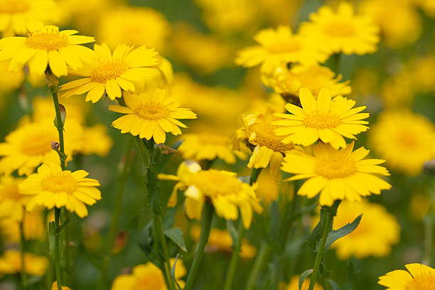 Corn Marigold