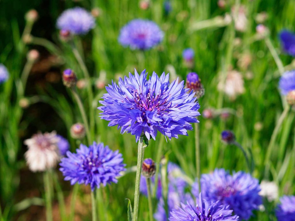 Cornflower