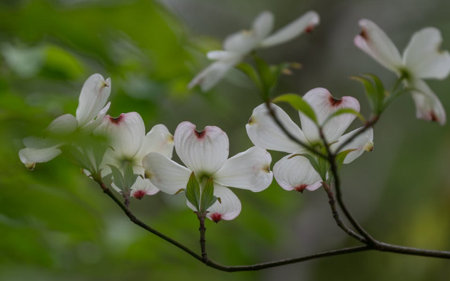 Cornus