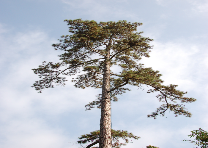 _Corsican Pine