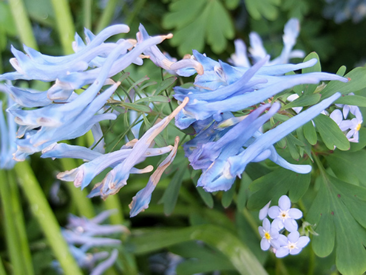 Corydalis