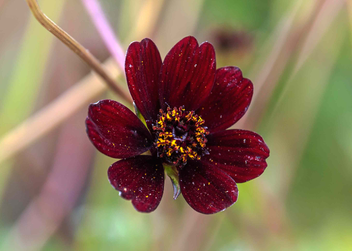 Cosmos Astrosanguineus