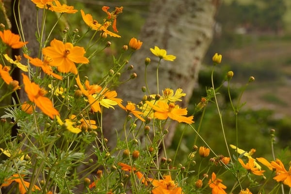 Cosmos Sulphur Orange Plants