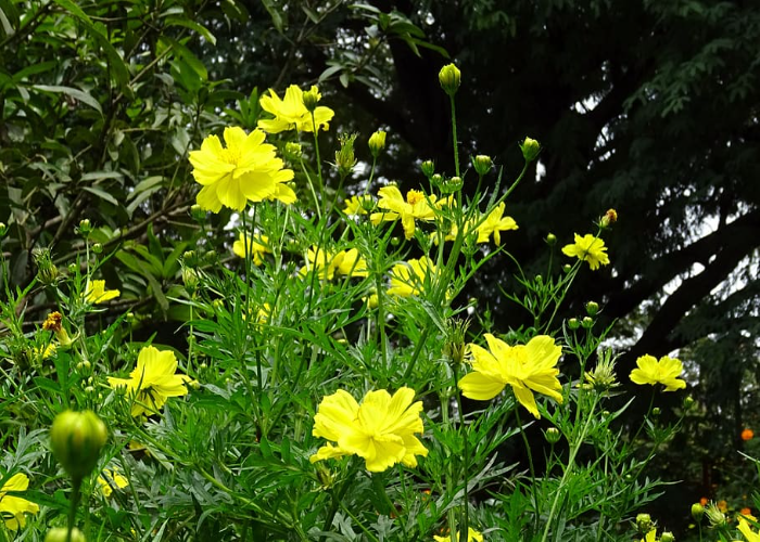 Cosmos Sulphureus