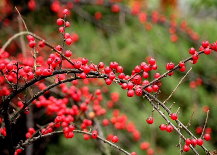 Cotoneaster 