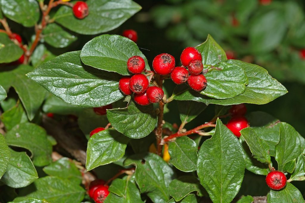 Cotoneaster