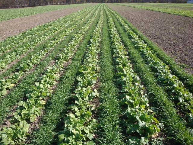 Planting Cover Crops