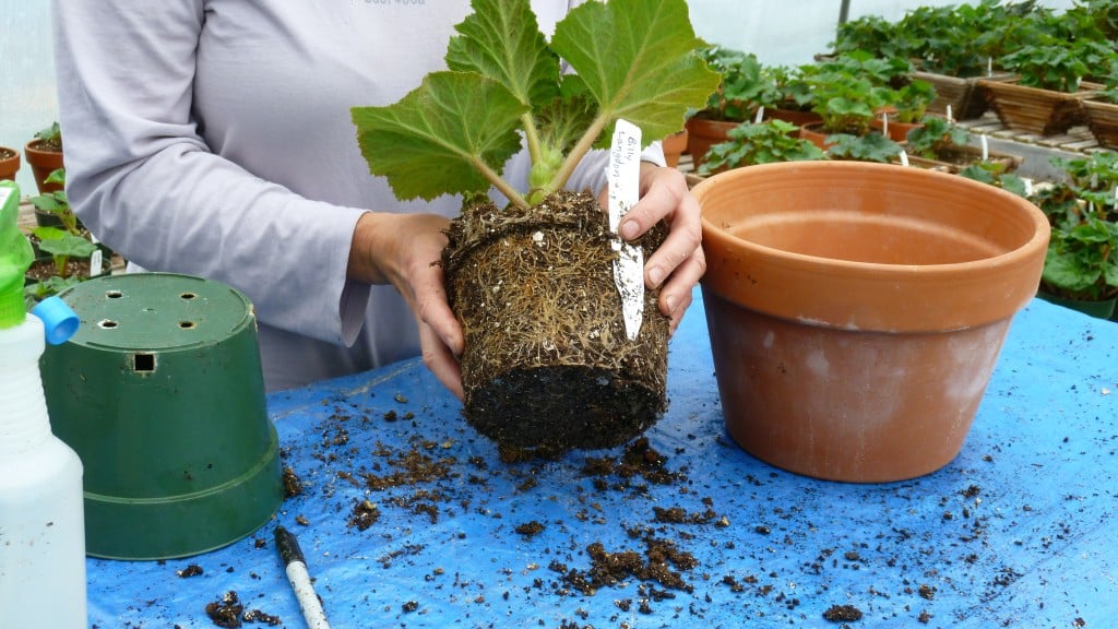 Covering Begonia Tubers with Soil