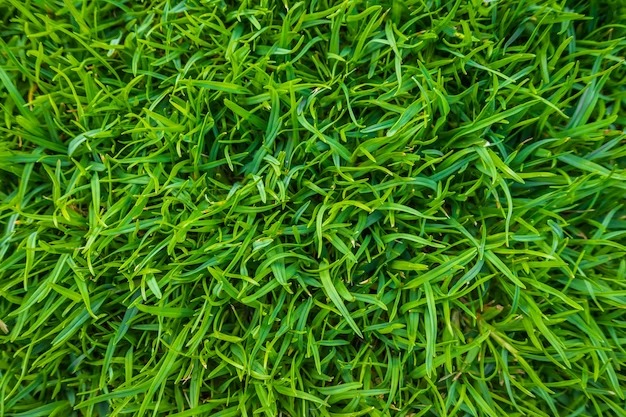 Crabgrass