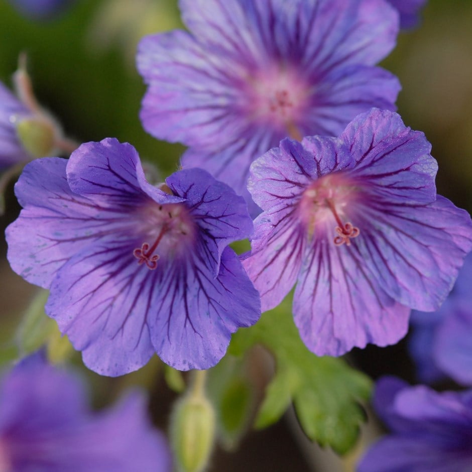 Cranesbill