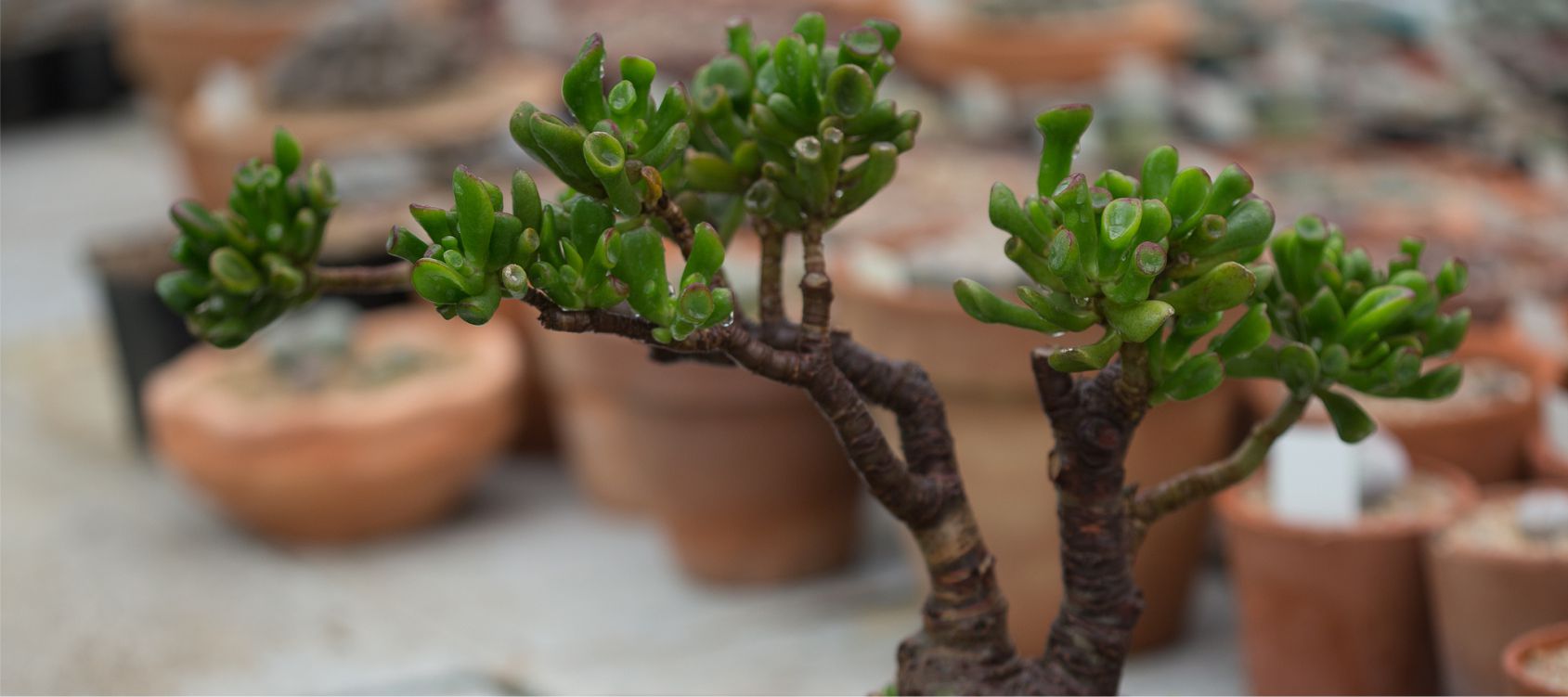 Growing Money Plant Crassula Ovata : Care and Mainatainance tips