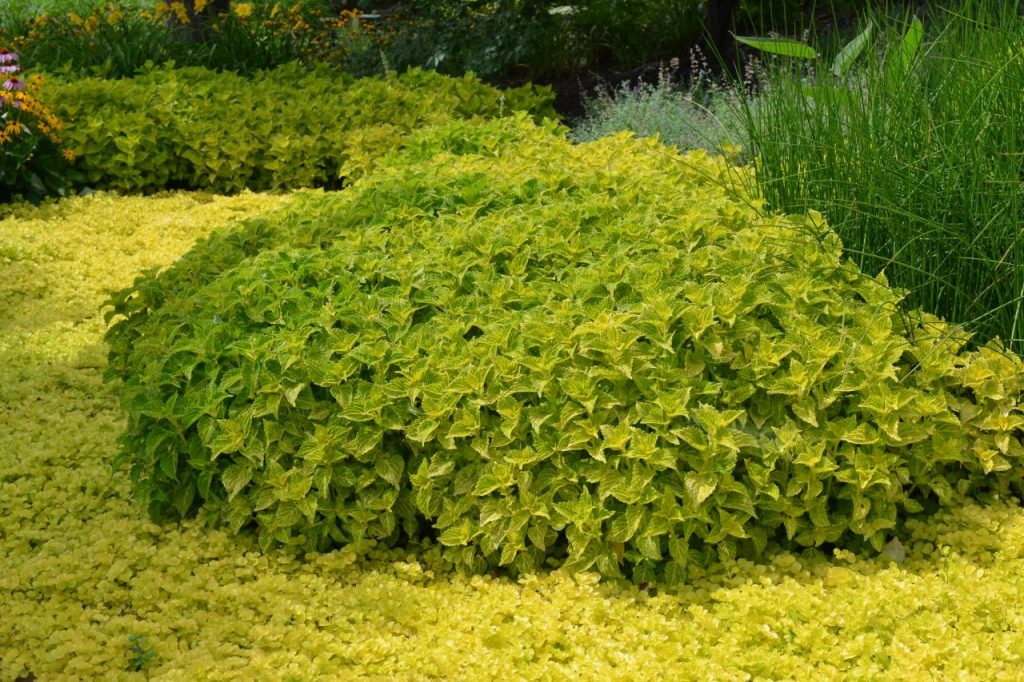 Creeping Jenny