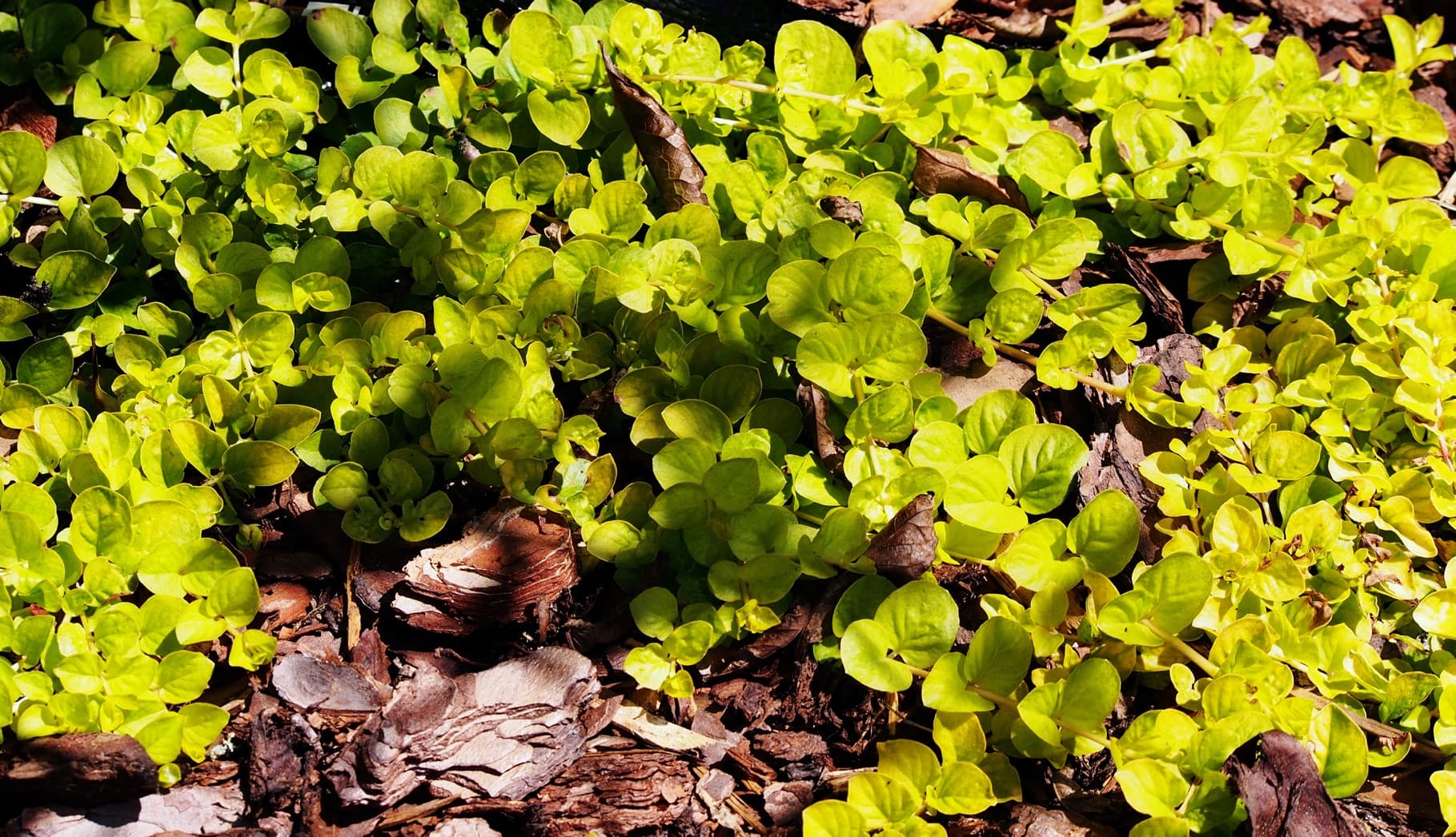 How to Care and Grow Creeping Jenny “Moneywort”