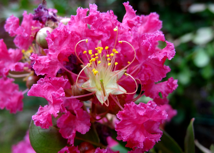 Crepe Myrtle