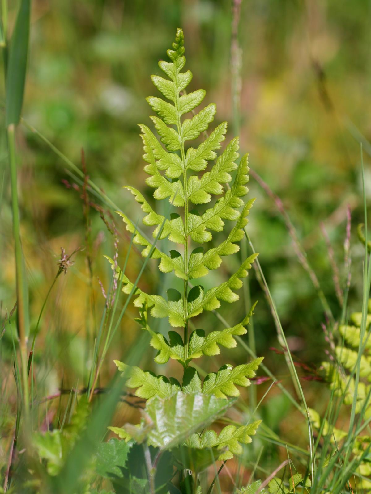 Crested Buckler Fern