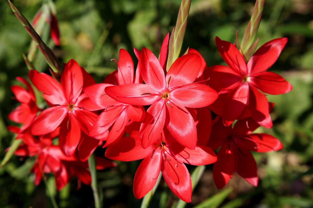 Crimson Lilly