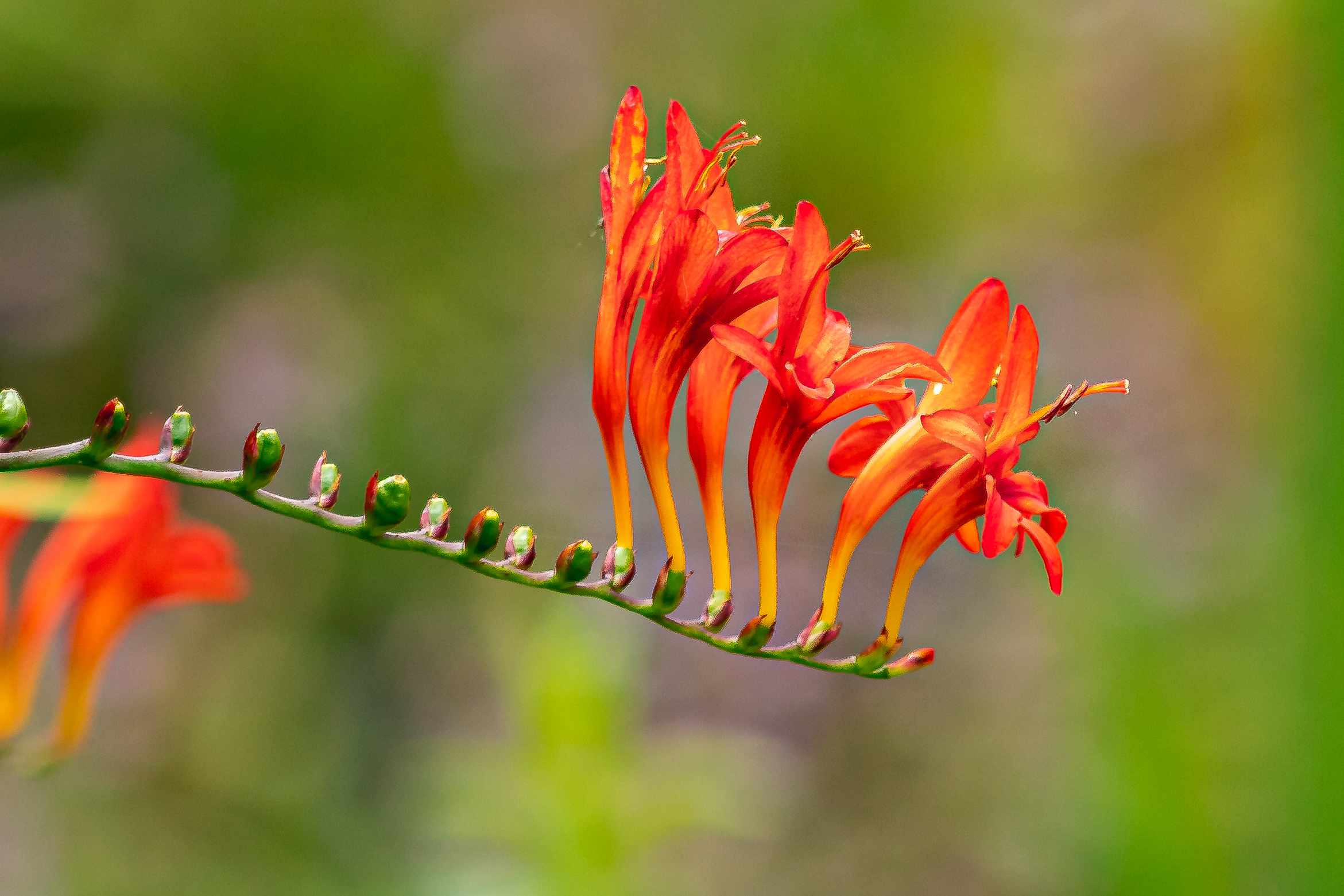 Crocosmia Plant Care