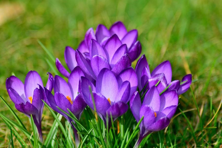 Crocus