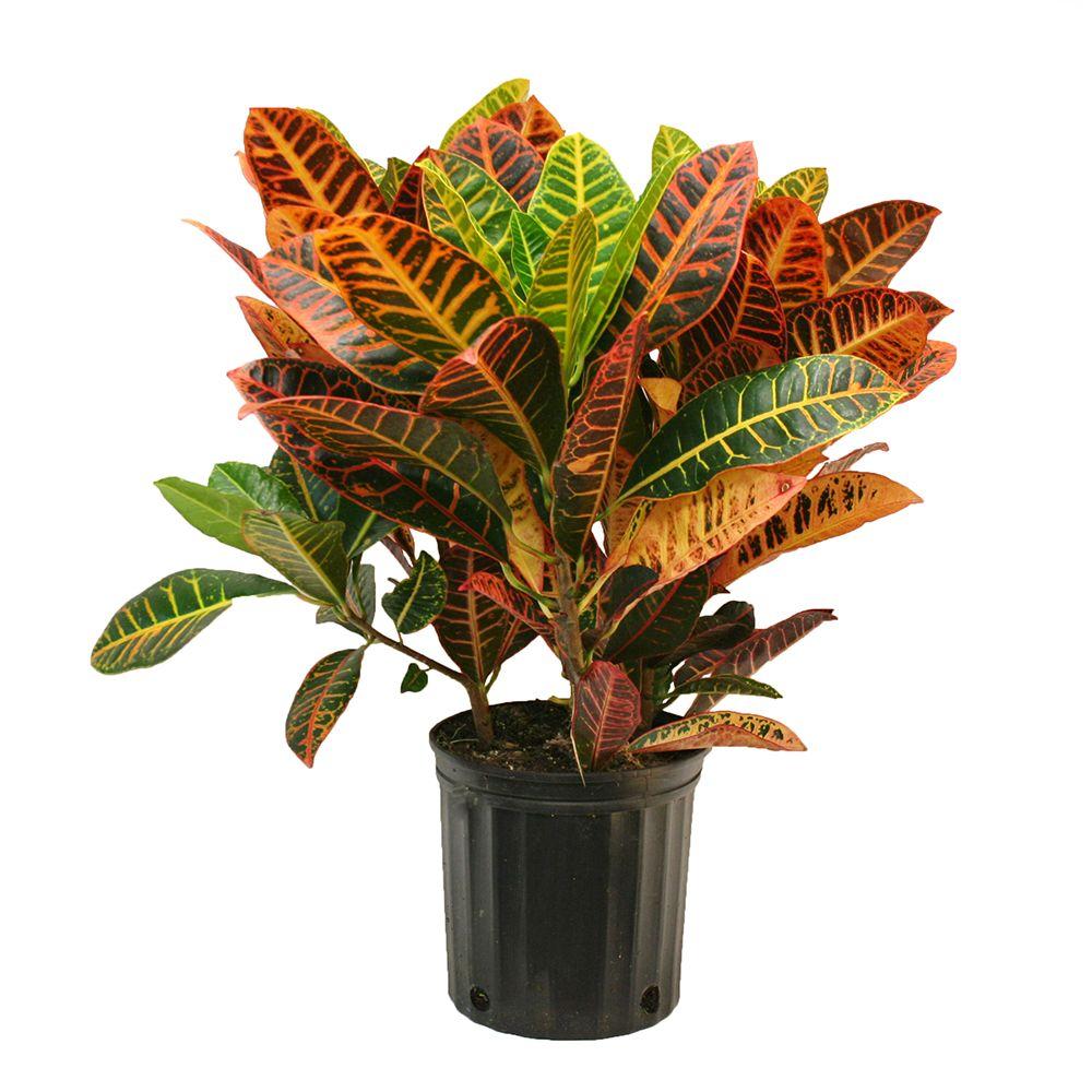 Croton