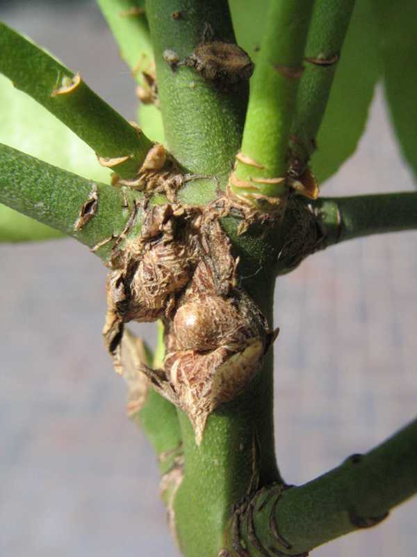  Crown Gall