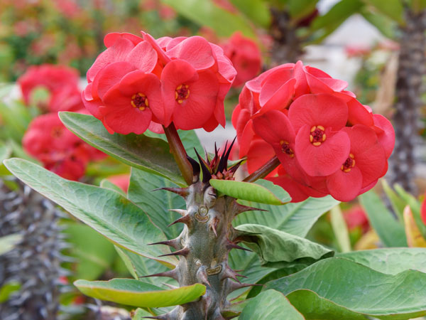 Crown of Thorns